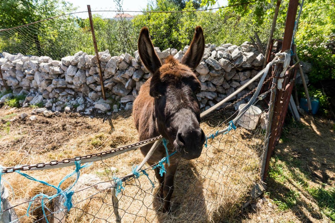 Authentic Camping Dalmatia Pirovac Exteriör bild
